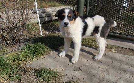 Wirbelwind Rory sucht seine Menschen