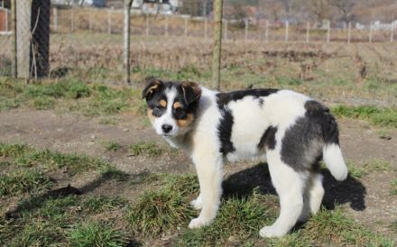 Wirbelwind Rory sucht seine Menschen
