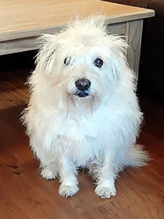 🐾Heidi, ruhige Seele sucht ihr Zuhause