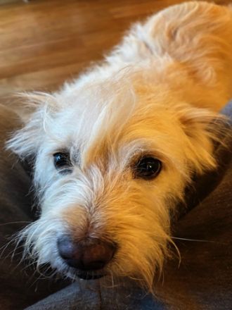 🐾Heidi, ruhige Seele sucht ihr Zuhause