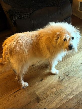 🐾Heidi, ruhige Seele sucht ihr Zuhause