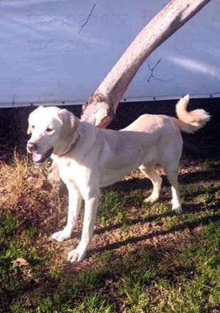 🐾 Umut – treue Begleiterin