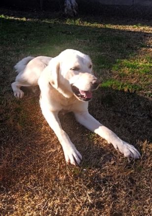 🐾 Umut – treue Begleiterin