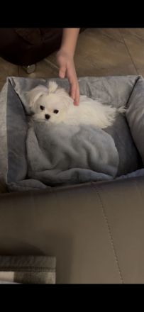 Malteser Hündin mit Papieren