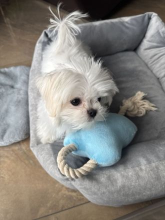 Malteser Hündin mit Papieren