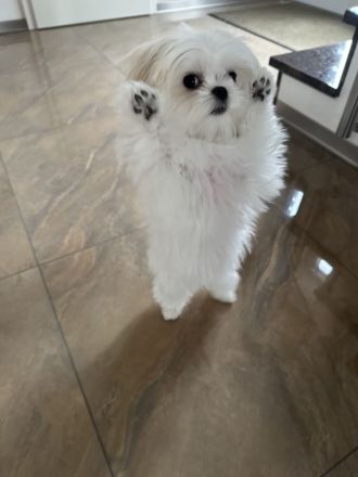 Malteser Hündin mit Papieren