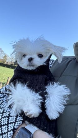 Malteser Hündin mit Papieren