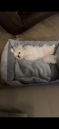 Malteser Hündin mit Papieren