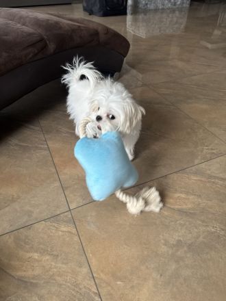 Malteser Hündin mit Papieren