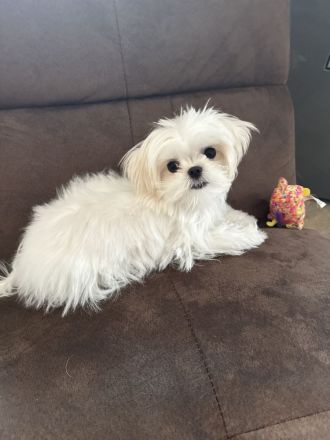 Malteser Hündin mit Papieren