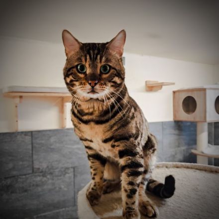 Exklusive Bengal Kitten mit Stammbaum aus Championlinie | 10 Tests + Herzultraschall