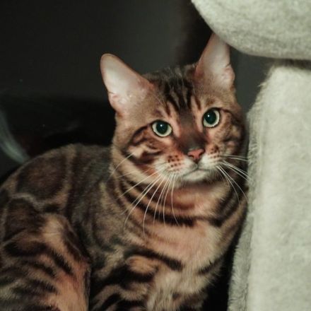 Exklusive Bengal Kitten mit Stammbaum aus Championlinie | 10 Tests + Herzultraschall