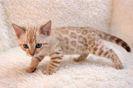 Exklusive Bengal Kitten mit Stammbaum aus Championlinie | 10 Tests + Herzultraschall