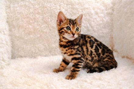 Exklusive Bengal Kitten mit Stammbaum aus Championlinie | 10 Tests + Herzultraschall