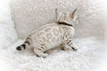 Exklusive Bengal Kitten mit Stammbaum aus Championlinie | 10 Tests + Herzultraschall