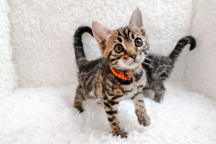 Exklusive Bengal Kitten mit Stammbaum aus Championlinie | 10 Tests + Herzultraschall