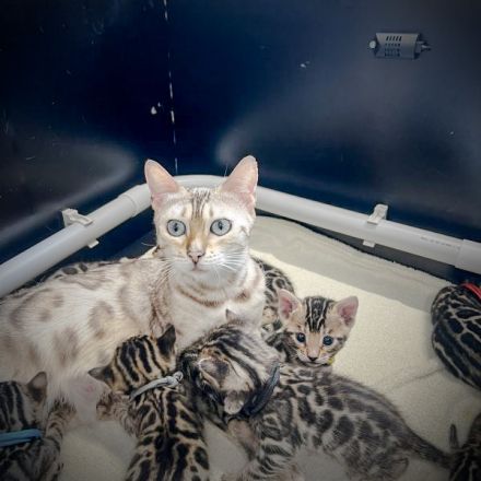 Exklusive Bengal Kitten mit Stammbaum aus Championlinie | 10 Tests + Herzultraschall