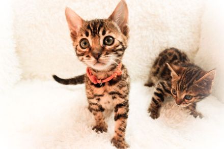 Exklusive Bengal Kitten mit Stammbaum aus Championlinie | 10 Tests + Herzultraschall