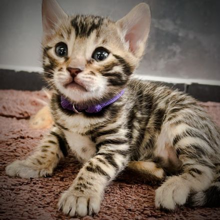 Exklusive Bengal Kitten mit Stammbaum aus Championlinie | 10 Tests + Herzultraschall