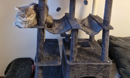 Main coon deckkater NICHT ZU VERKAUFEN