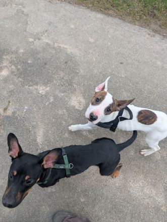 Herzensbrecher sucht Traumzuhause