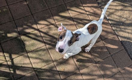 3 Jungs suchen Traumzuhause