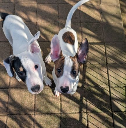 3 Jungs suchen Traumzuhause