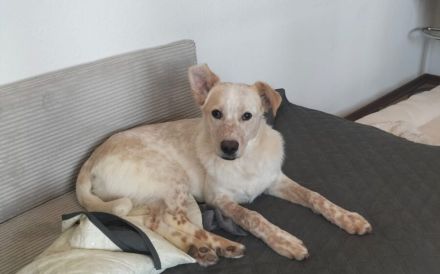 Kasimus sucht ein ländliches Zuhause