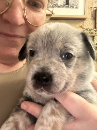 FCI Australian Cattle Dog (Blue Heeler)