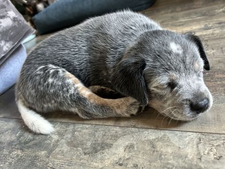 FCI Australian Cattle Dog (Blue Heeler)