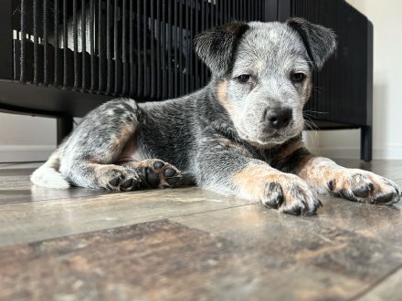 FCI Australian Cattle Dog (Blue Heeler)