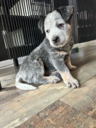 FCI Australian Cattle Dog (Blue Heeler)