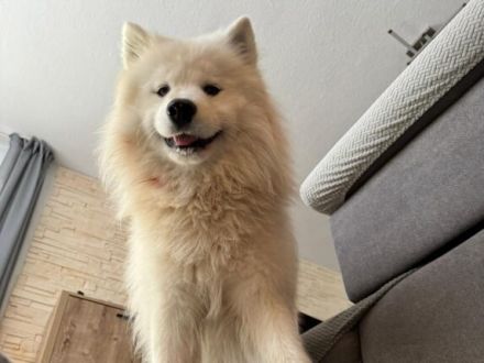 Über Loki – ein echter Prinz Charming