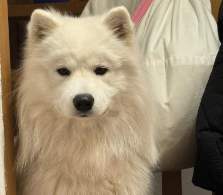 Über Loki – ein echter Prinz Charming