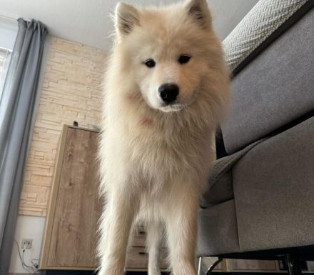 Über Loki – ein echter Prinz Charming