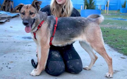 Liebenswürdige Familienhündin Lilli