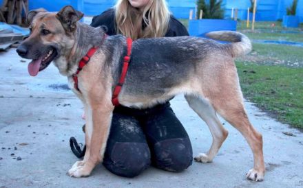 Liebenswürdige Familienhündin Lilli