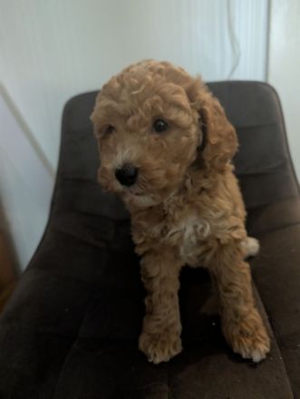 Cockapoo Zwergpudel Rüde in Apricot/weiß Hündin in schwarz glanz an Hunde Katzen gewöhnt