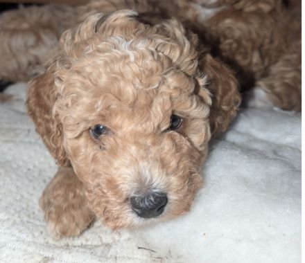 Cockapoo Zwergpudel Rüde in Apricot/weiß Hündin in schwarz glanz an Hunde Katzen gewöhnt
