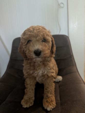 Cockapoo Zwergpudel Rüde in Apricot/weiß Hündin in schwarz glanz an Hunde Katzen gewöhnt