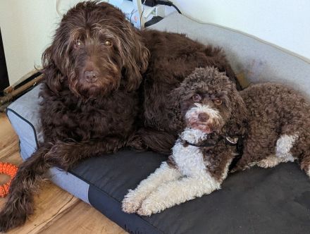 Cockapoo Zwergpudel Rüde in Apricot/weiß Hündin in schwarz glanz an Hunde Katzen gewöhnt