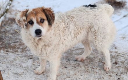 Zauberhafte Pina sucht Heimat