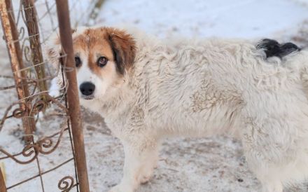 Zauberhafte Pina sucht Heimat