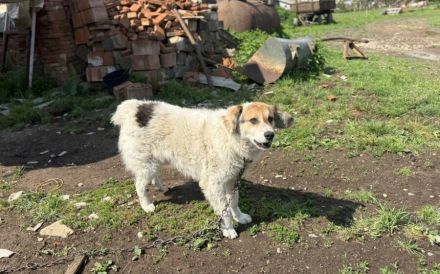 Zauberhafte Pina sucht Heimat