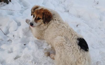Zauberhafte Pina sucht Heimat