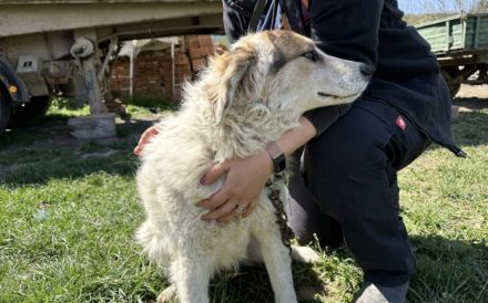 Zauberhafte Pina sucht Heimat