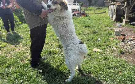Zauberhafte Pina sucht Heimat