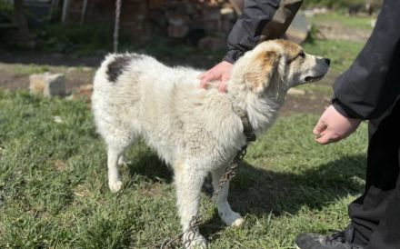 Zauberhafte Pina sucht Heimat