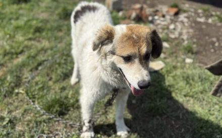 Zauberhafte Pina sucht Heimat