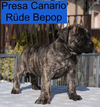 Presa Canario Welpen der S-Klasse mit Papiere, Deutsche Zucht!